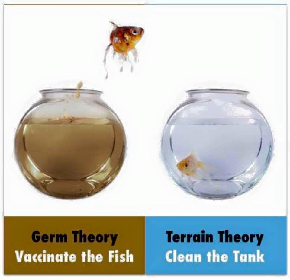 Germ Theory vs. Terrain Theory: Which seems to make more sense to you?