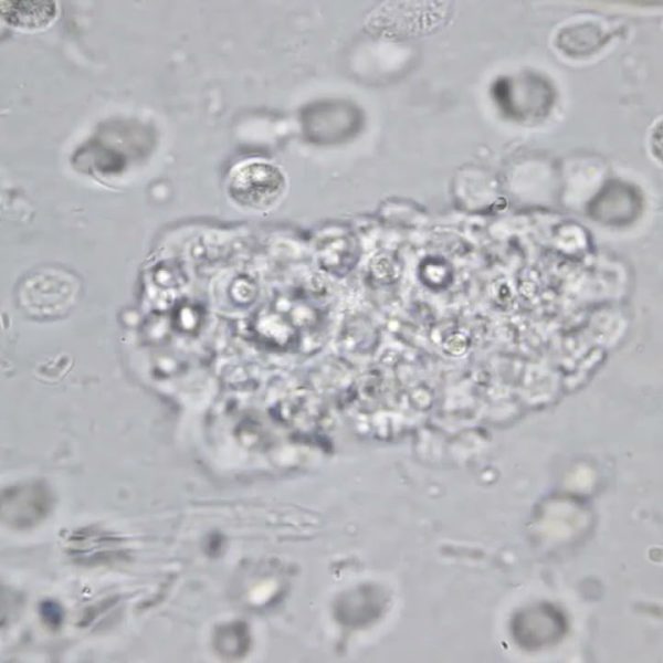 HiddenTruthBacteriaParasitesVirus