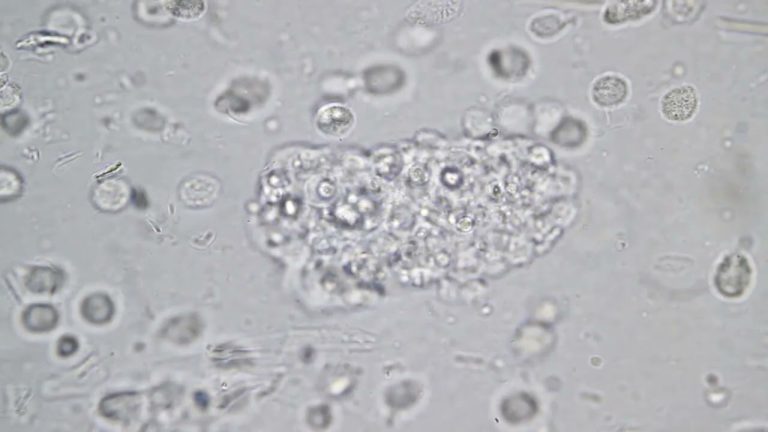 HiddenTruthBacteriaParasitesVirus